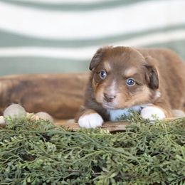 Miniature Australian Shepherd Puppies from ELVF Mini Aussies