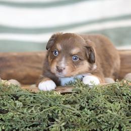 Miniature Australian Shepherd Puppies from ELVF Mini Aussies