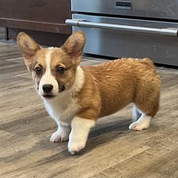 EKM-2 - Red male Pembroke Welsh Corgi puppy in Stockton, Iowa from Infinity Corgis