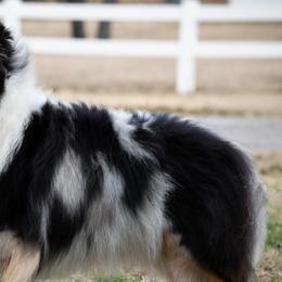Shetland Sheepdogs from Sassy Shelties