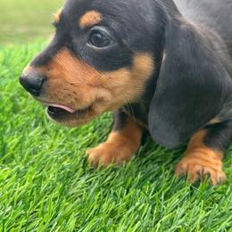 BlackCream Boy - Black and cream male Dachshund puppy in Apopka, Florida from The HotDog Stand