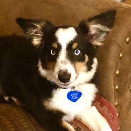 Toy Australian Shepherd All Grown Up from The Ranch of the Sun Toy Aussies
