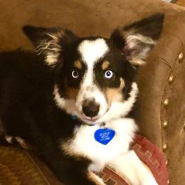 Toy Australian Shepherd All Grown Up from The Ranch of the Sun Toy Aussies
