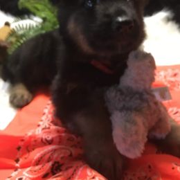 German Shepherd Puppies from Hacker Haus GSDs