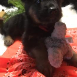 German Shepherd Puppies from Hacker Haus GSDs