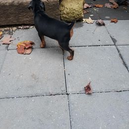Miniature Pinscher Puppies from Meek's Min Pins