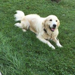 Bailey - Golden Retriever