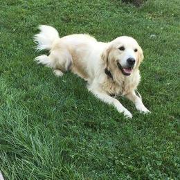 Bailey - Golden Retriever