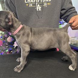 Pink - Gray female Cane Corso puppy in Norwalk, California from Gaxx Corsos