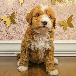 Kristoph - Tri-color male Bernedoodle puppy in Russell Springs, Kentucky from 270 Doodles