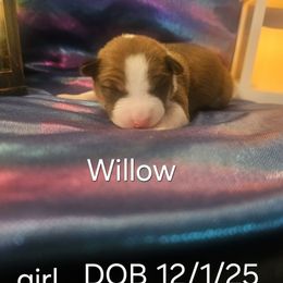 Willow - Red and white female Basenji puppy in New Providence, Pennsylvania from Buck Iron Stables Kennel
