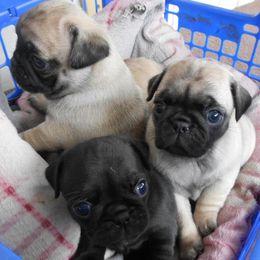 Pugs from Pugs in the Country