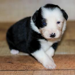 Marshmallow - Black tri-color female Australian Shepherd puppy in Belton, Texas from Brilliant Beautiful Australian Shepherds