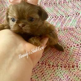 Wow - Liver female Shih Tzu puppy in Lawrenceville, Georgia from Beauty's Shih Tzu (Georgia)