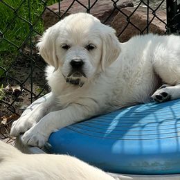 Golden Retriever Puppies from Kashmir’s Golden Retrievers