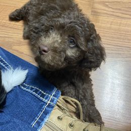 Cavapoo and Havapoo Puppies from Perfectly Playful Doodles