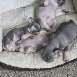 French Bulldog Puppies from FrenchKiss Frenchies