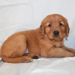 Biscuit - Dark golden female Golden Retriever puppy in New Weston, Ohio from Bertke AKC Golden Retrievers and Bernese Mountain Dogs