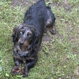 Louie - Dachshund