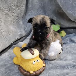 Pink girl - Wheaten brindle female Cairn Terrier puppy in Lore City, Ohio from Loves Kennel