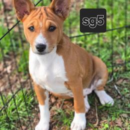 Solo girl 5 - Red and white female Basenji puppy in Caldwell, Texas from Candyce Witte