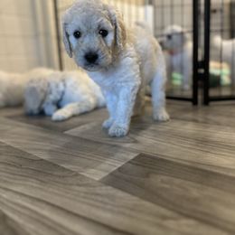 Goldendoodle Puppies from Doodle Love