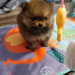 Pomeranian Puppies from Gypsy Poms
