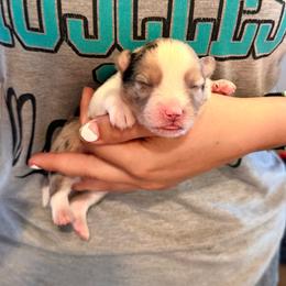 Trumpet - Blue merle male Miniature Australian Shepherd puppy in Lakeport, California from Akins Aussies/Wild Rose Ranch