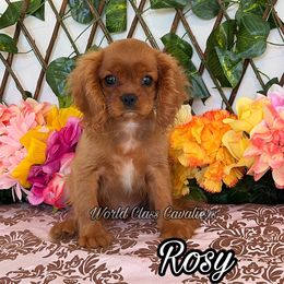 Rosy - Ruby female Cavalier King Charles Spaniel puppy in Hollywood, Florida from World Class Cavaliers