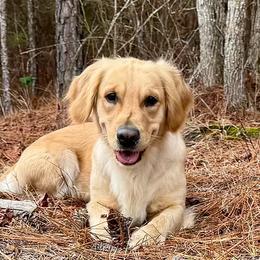 Clementine - Golden Retriever