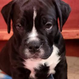 SPARKY - Black and white Olde English Bulldogge puppy in Lebanon, Tennessee from Old Hickory Farm Bulldogges