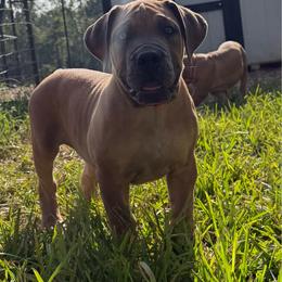 Red collar - Red female Boerboel puppy in Livingston, Texas from Peterbuilt Boerboel