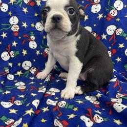 Belle - Black brindle and white female Boston Terrier puppy in Fillmore, Illinois from Wind Hill Puppies