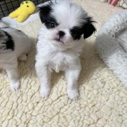 Boy 2 - Black and white male Japanese Chin puppy in Little Rock, Arkansas from Montra Japanese Chin & Cavalier King Charles Spaniels