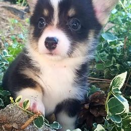 Pembroke Welsh Corgi Puppies from Iron Moss Ranch