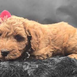 Paris - Red  female Goldendoodle puppy in Grovetown, Georgia from Snug-a-Doodles