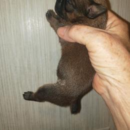 Boy 3 - Belge male Brussels Griffon puppy in Nc, Florida from Brusseluv2