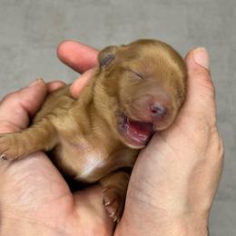 Cinnamon - Red male Dachshund puppy in Homestead, Florida from Redland Dachshund Grove