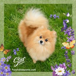 Star - Pomeranian