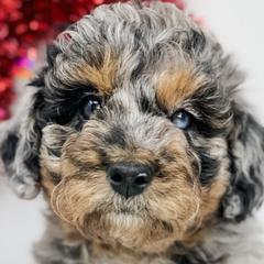 Aussiedoodles and Goldendoodles from Cane Creek Goldendoodles