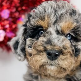 Aussiedoodles and Goldendoodles from Cane Creek Goldendoodles