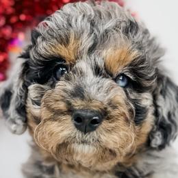 Aussiedoodles and Goldendoodles from Cane Creek Goldendoodles