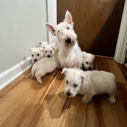 Sugar bear - Scottish Terrier