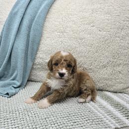 Hickory - Red  male Goldendoodle puppy in Floyd, Virginia from Hearts and Paws Poodles and Doodles