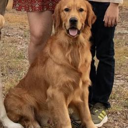 Ranger - Golden Retriever