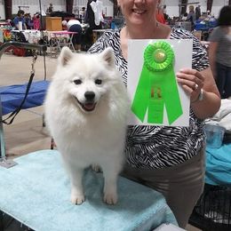 Paisley - American Eskimo Dog