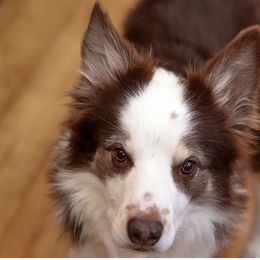 Border Collie All Grown Up from Buck Branch Border Collies