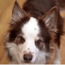 Border Collie All Grown Up from Buck Branch Border Collies