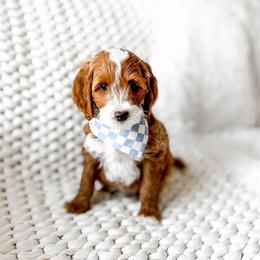 Rafiki - Red  male Goldendoodle puppy in Springville, Utah from Happy Doodle
