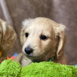 Dachshunds from Calcote’s Dachshunds